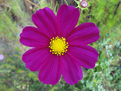 Magenta Cosmos