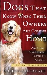 Dogs That Known When Their Owners Are Coming Home