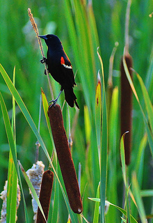 Redwing Blackbird and Cattails